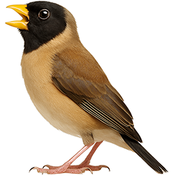 Masked Finch